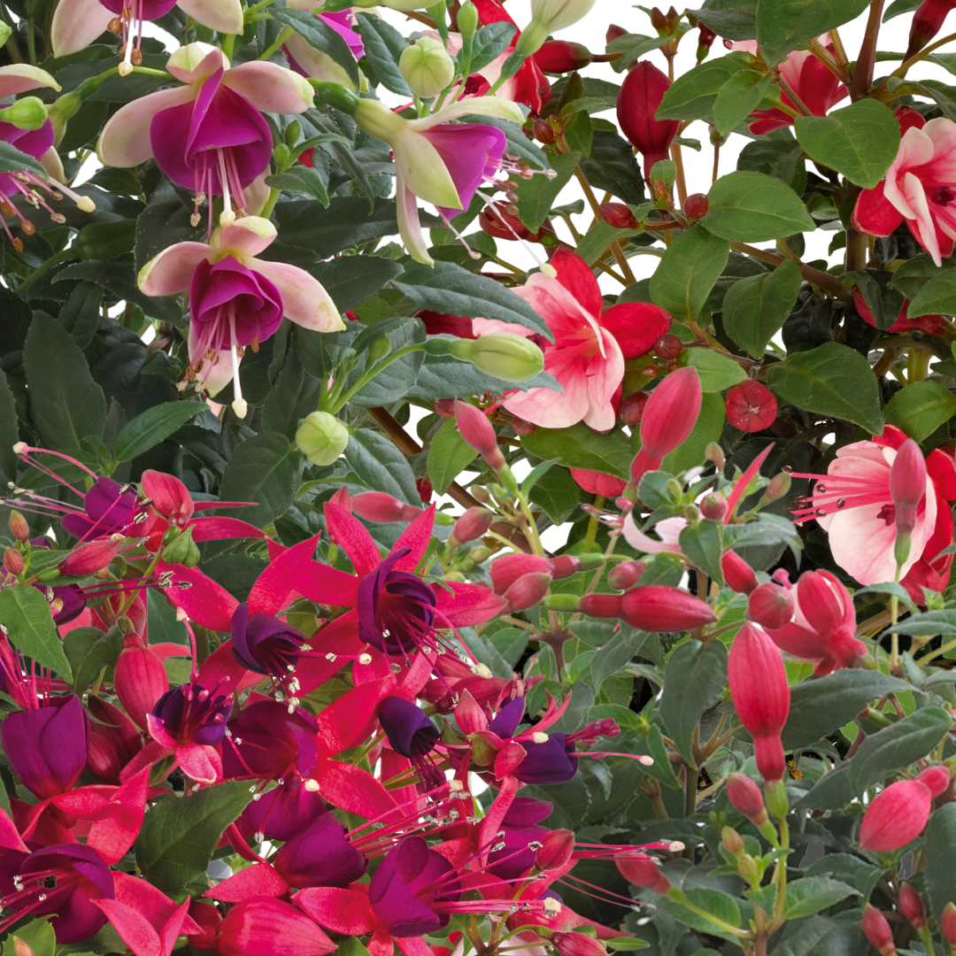 Fuchsia ‘Diva Random Colour Mix’ — Hardy Perennial, Bee-Friendly, 1L Pot