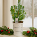 Mini Christmas Tree in White Metal Planter with Lights — Festive Live Conifer, 2L Pot