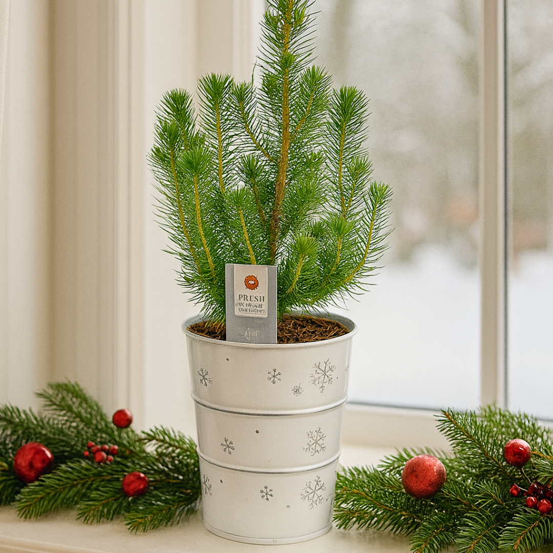 Mini Christmas Tree in White Metal Planter with Lights — Festive Live Conifer, 2L Pot
