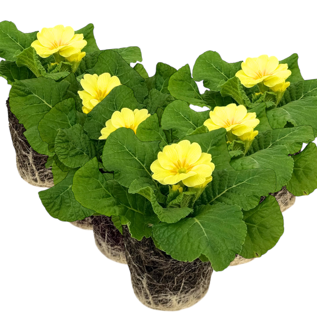 Primrose ‘Cream’ — Hardy Perennial, 10.5cm Pot