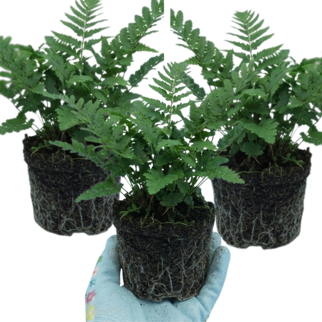 Dryopteris ‘Linearis Polydactyla Male’ — Hardy Semi-evergreen Perennial Fern, 1L Pot (Set of 3 or 6)