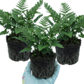 Dryopteris ‘Linearis Polydactyla Male’ — Hardy Semi-evergreen Perennial Fern, 1L Pot (Set of 3 or 6)