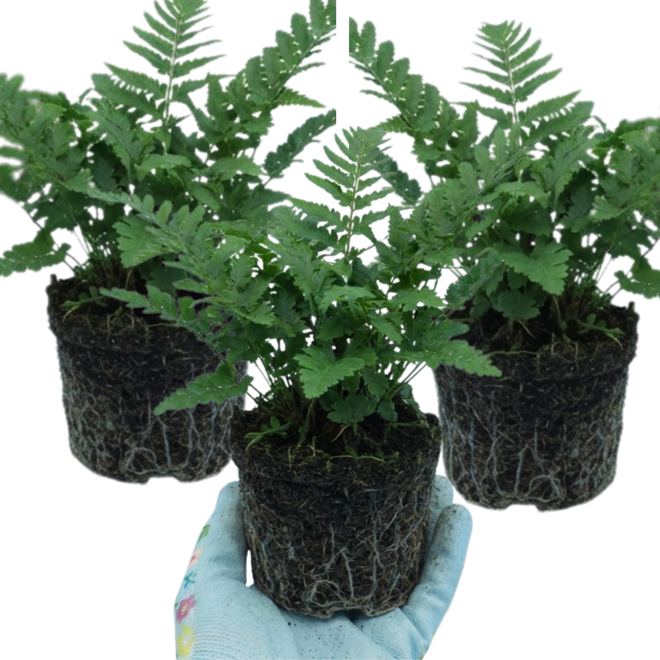 Dryopteris ‘Linearis Polydactyla Male’ — Hardy Semi-evergreen Perennial Fern, 1L Pot (Set of 3 or 6)