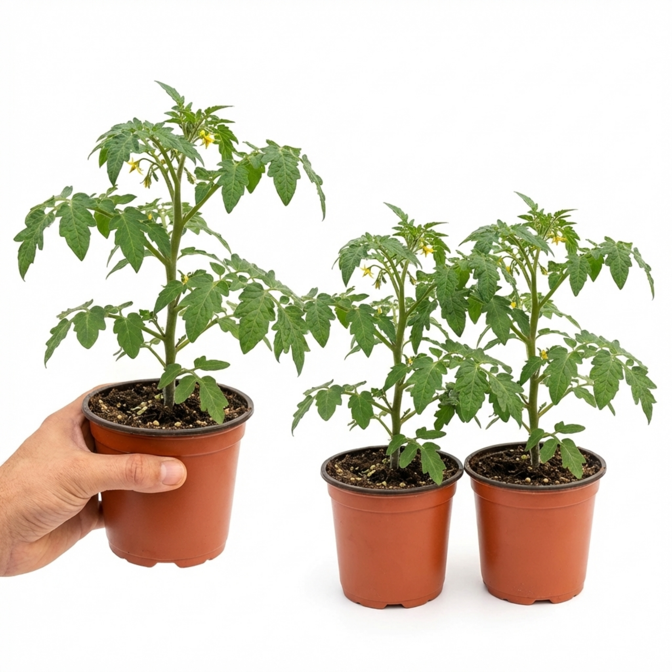 Tomato ‘Crokini Tomato’ — Tender Annual (grafted), 1L Pot (Set of 3 or 6)