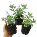 Plectranthus ‘Coleoides’ — Tender Perennial (grown Seasonally Outdoors), 10.5cm Pot (Set of 3 or 6)