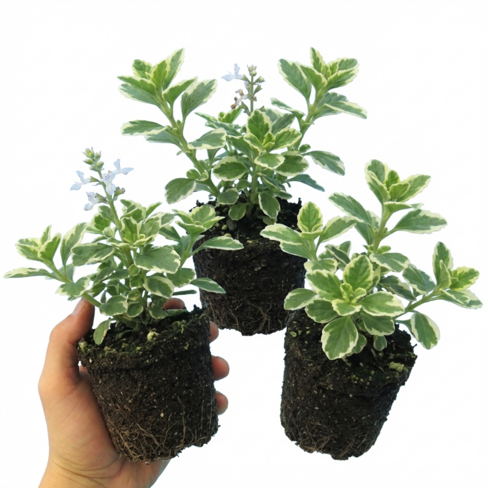 Plectranthus ‘Coleoides’ — Tender Perennial (grown Seasonally Outdoors), 10.5cm Pot (Set of 3 or 6)