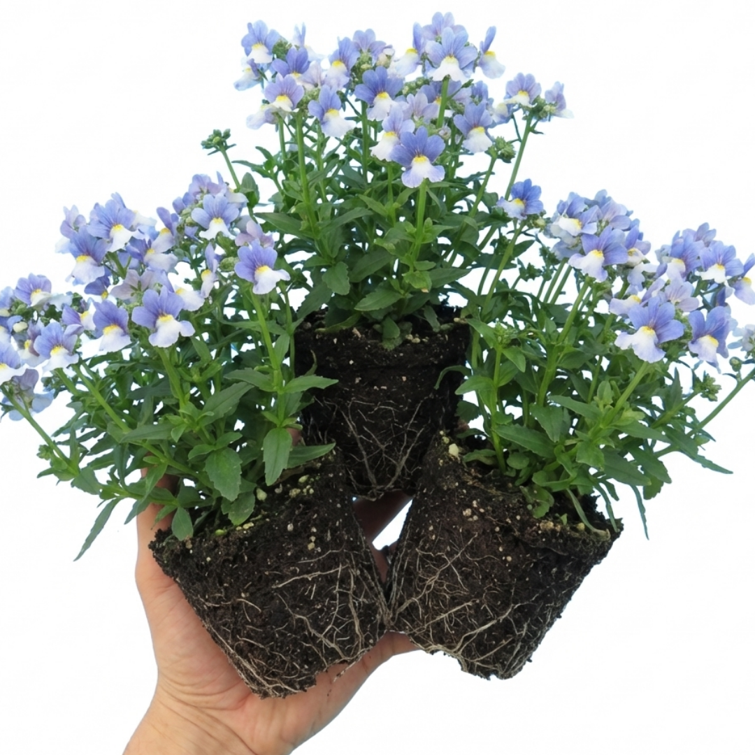 Nemesia ‘Nuvo Blue’ — Annual / Short-lived Perennial, Bee-Friendly, 10.5cm Pot (Set of 3 or 6)