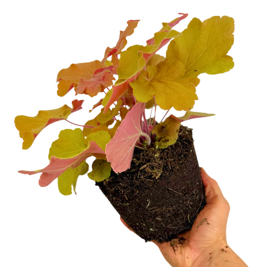 Heuchera ‘Marmalade’ — Hardy Perennial, 2L Pot