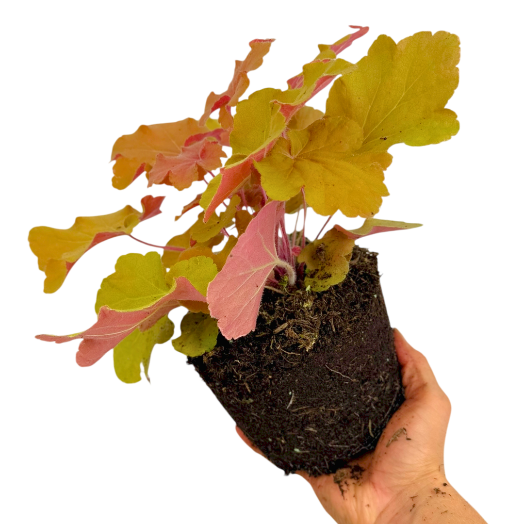 Heuchera ‘Marmalade’ — Hardy Perennial, 2L Pot