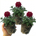 Verbena ‘Lanai Compact Deep Red’ — Half-hardy Annual, Bee-Friendly, 10.5cm Pot (Set of 3 or 6)