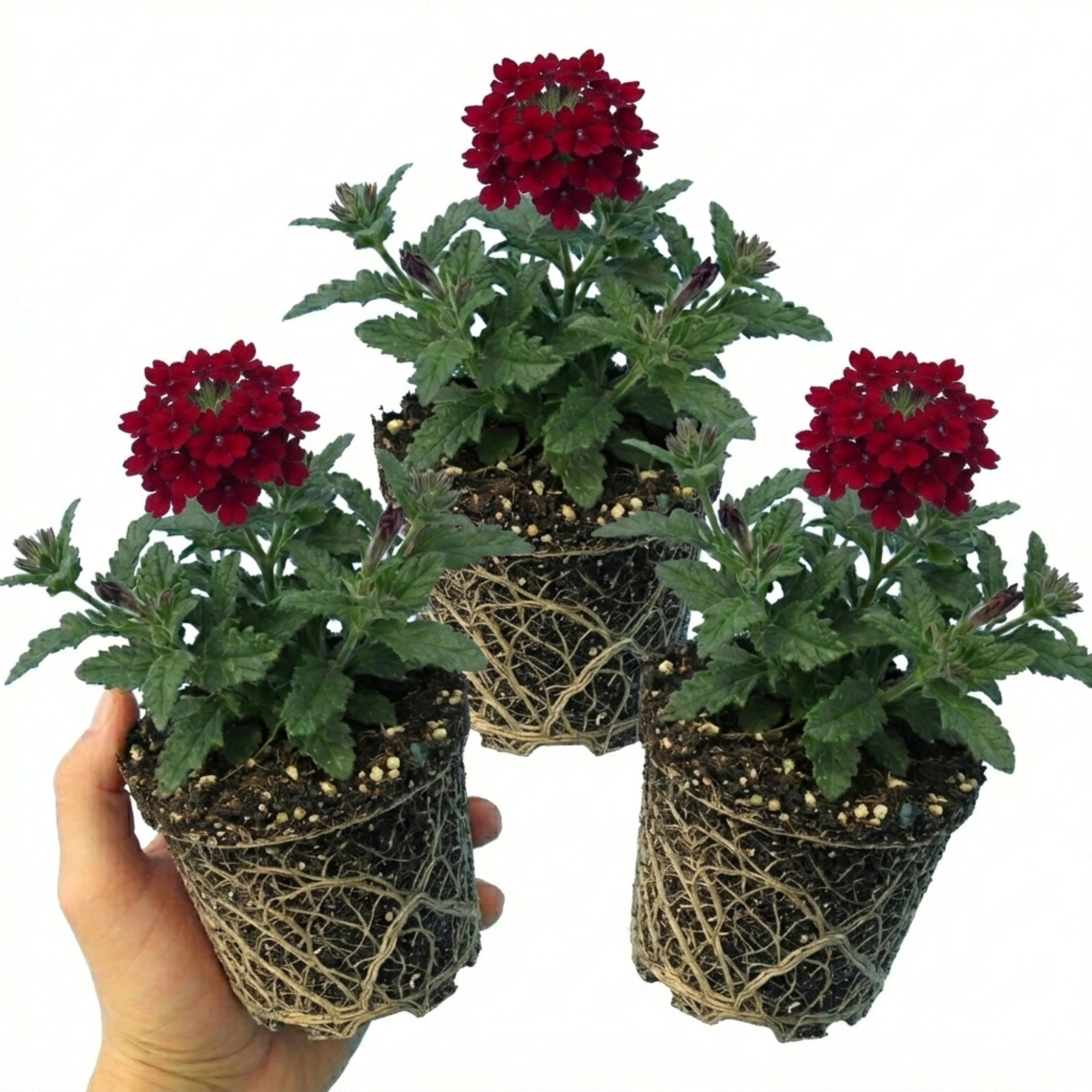 Verbena ‘Lanai Compact Deep Red’ — Half-hardy Annual, Bee-Friendly, 10.5cm Pot (Set of 3 or 6)