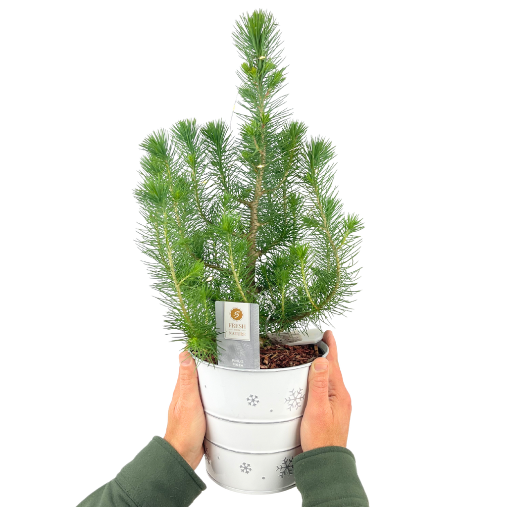 Mini Christmas Tree in White Metal Planter with Lights — Festive Live Conifer, 2L Pot