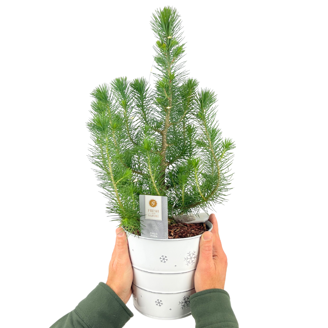 Mini Christmas Tree in White Metal Planter with Lights — Festive Live Conifer, 2L Pot