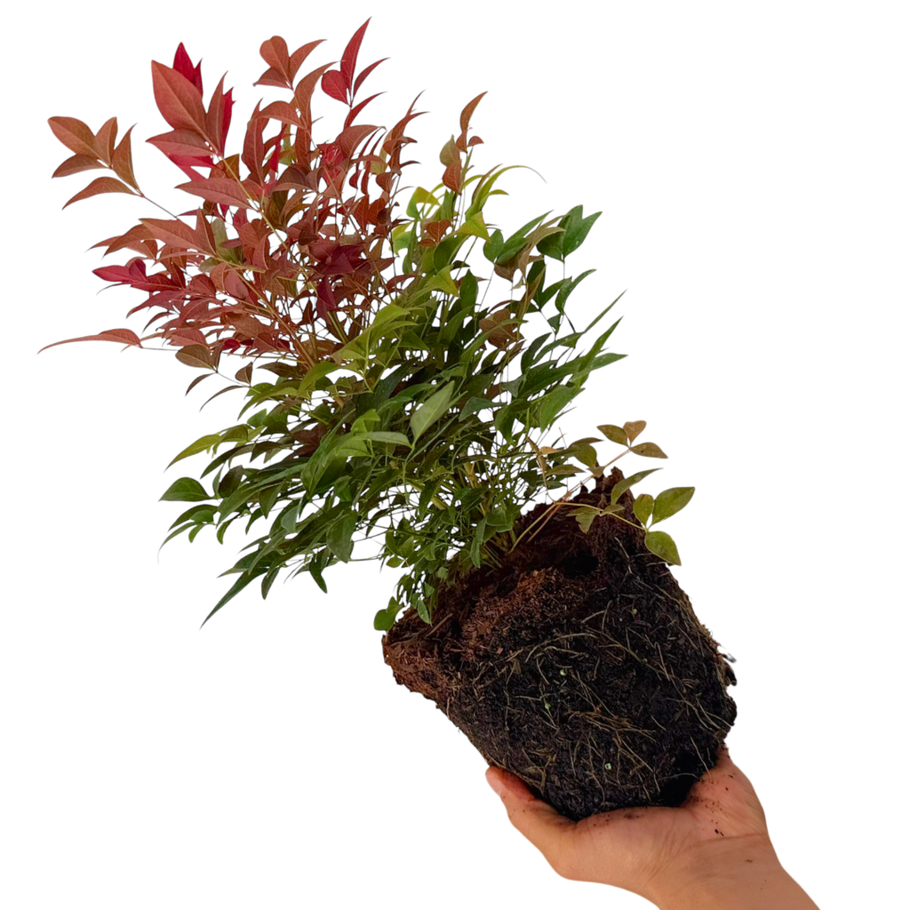 Nandina ‘Obsessed’ — Hardy Shrub, 3L Pot
