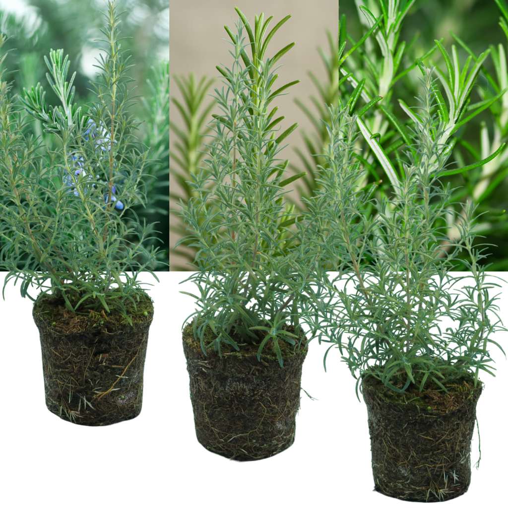 Rosemary 'Growers Mix' — Hardy Evergreen Perennial Herb, Bee-Friendly, 1L Pot (Set of 3 or 6)