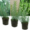 Rosemary 'Growers Mix' — Hardy Evergreen Perennial Herb, Bee-Friendly, 1L Pot (Set of 3 or 6)
