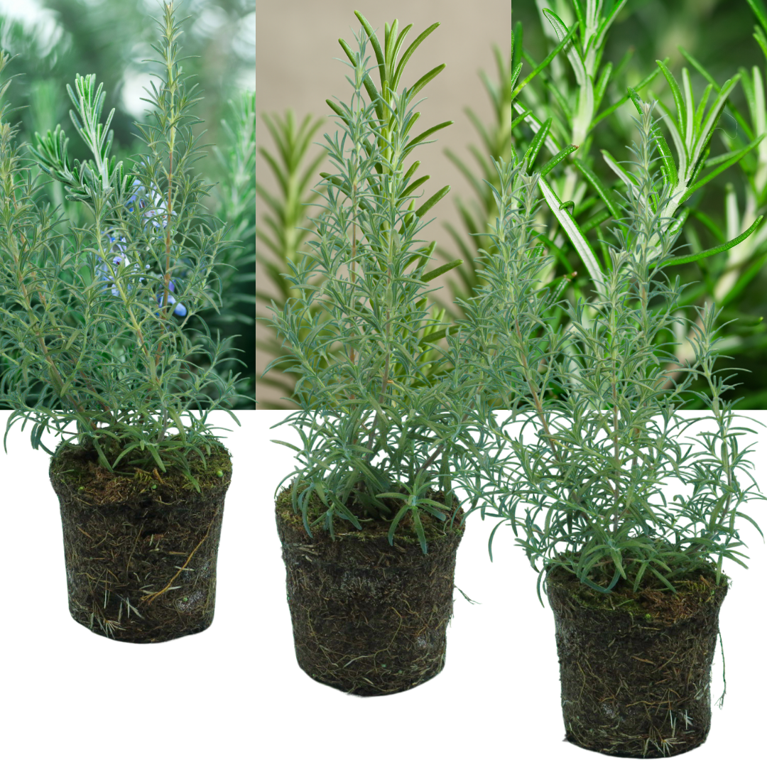 Rosemary 'Growers Mix' — Hardy Evergreen Perennial Herb, Bee-Friendly, 1L Pot (Set of 3 or 6)