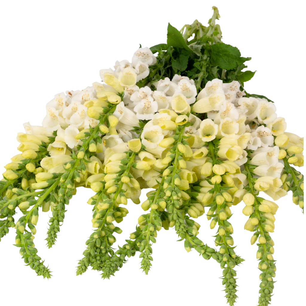 Foxglove ‘White’ — Short-lived Herbaceous Perennial Or Biennial, 1L Pot (Set of 3 or 6)