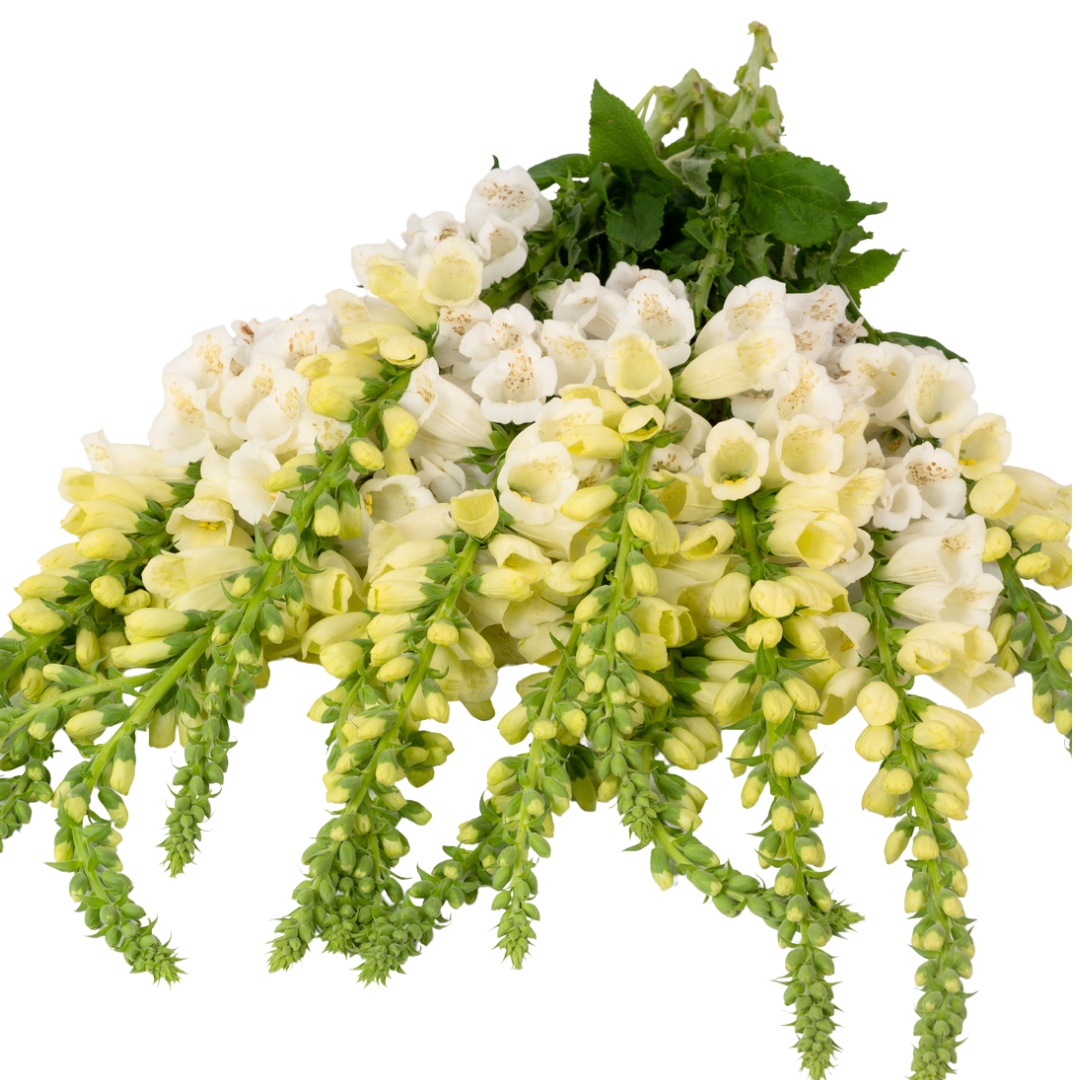 Foxglove ‘White’ — Short-lived Herbaceous Perennial Or Biennial, 1L Pot (Set of 3 or 6)