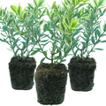 Hebe ‘Variegata’ — Evergreen Shrub, Bee-Friendly, 1L Pot (Set of 3 or 6)