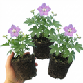 Delphinium ‘Lilac Rose White’ — Herbaceous Perennial, Bee-Friendly, 1L Pot (Set of 3 or 6)
