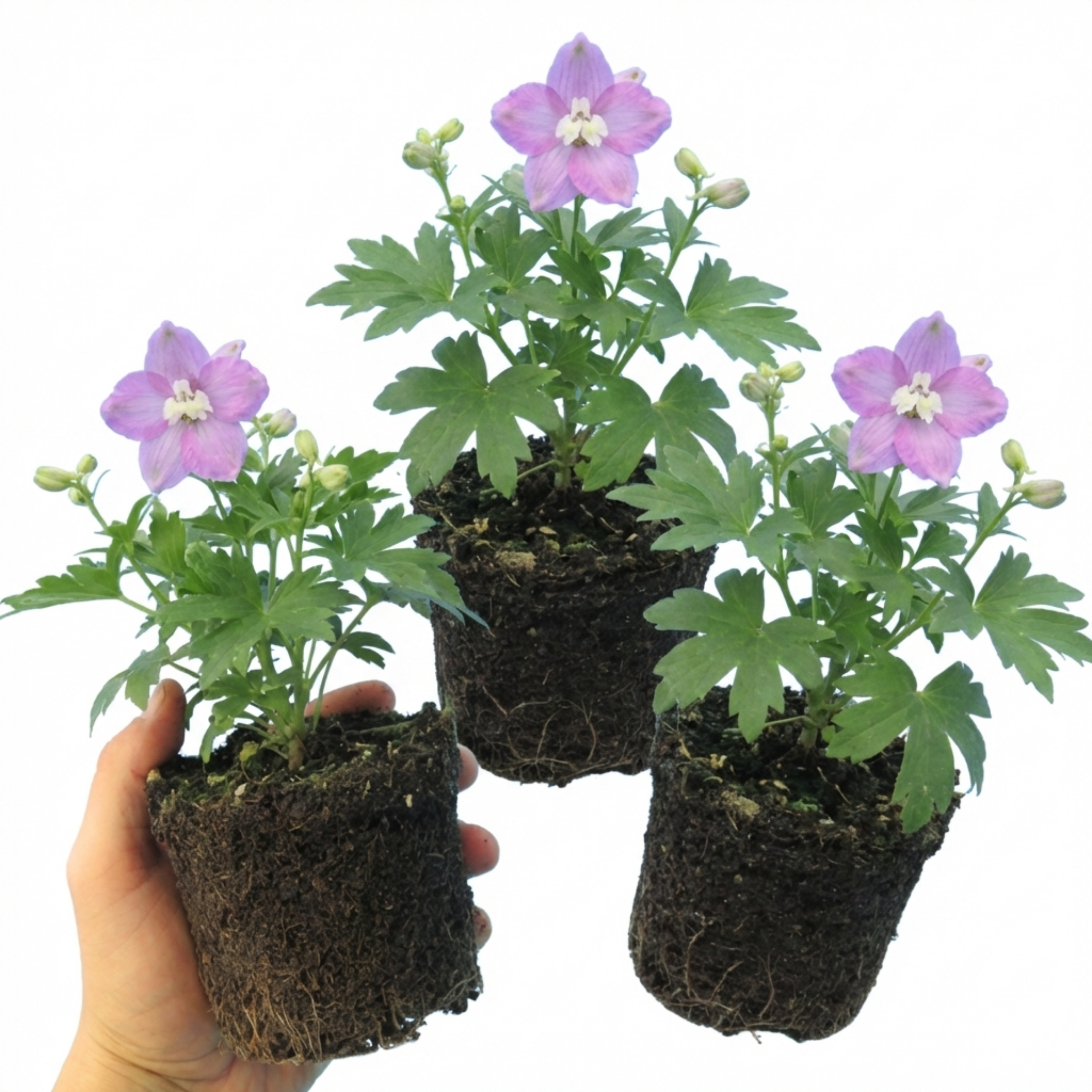 Delphinium ‘Lilac Rose White’ — Herbaceous Perennial, Bee-Friendly, 1L Pot (Set of 3 or 6)