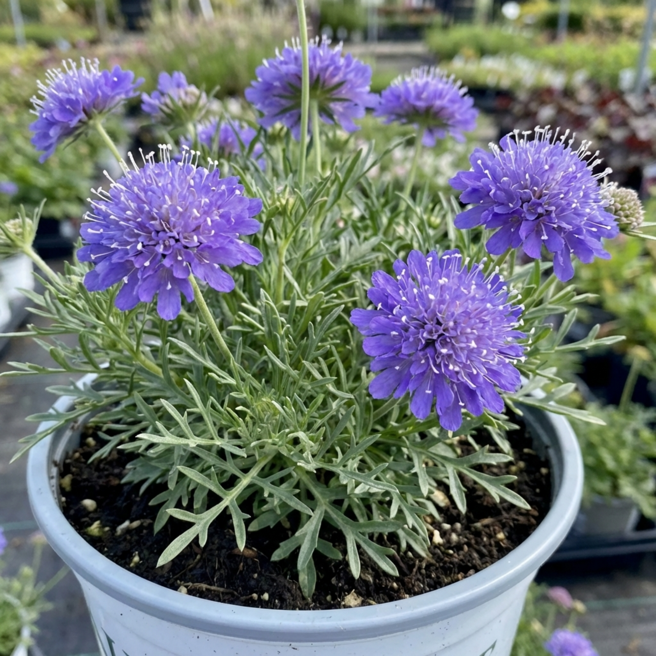 Scabious ‘Butterfly Blue’ — Hardy Perennial, Bee-Friendly, 2L Pot