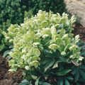 Hellebore ‘Argutifolius’ — Hardy Perennial, Bee-Friendly, 2L Pot
