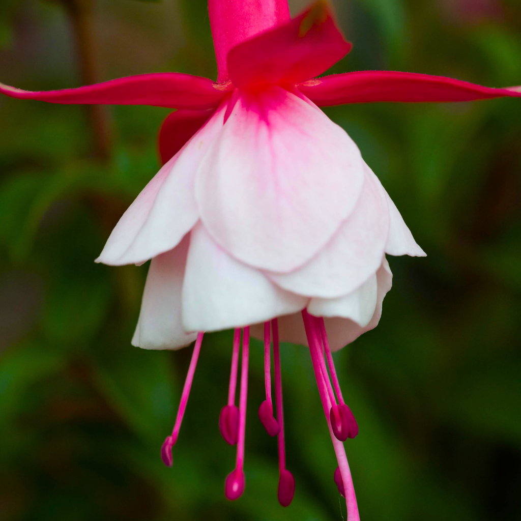 Fuchsia ‘Alice Hoffman’ — Hardy Perennial, 2L Pot