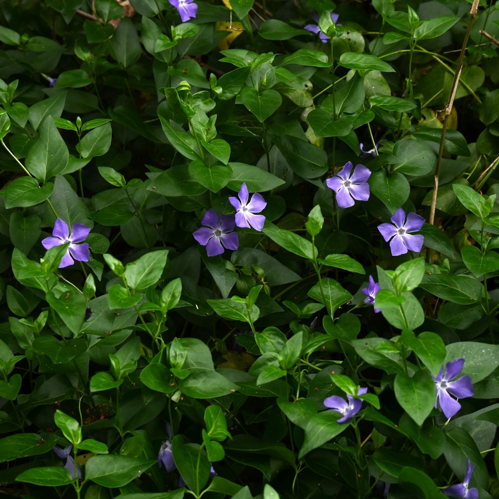 Vinca ‘Minor’ — Hardy Perennial, 2L Pot