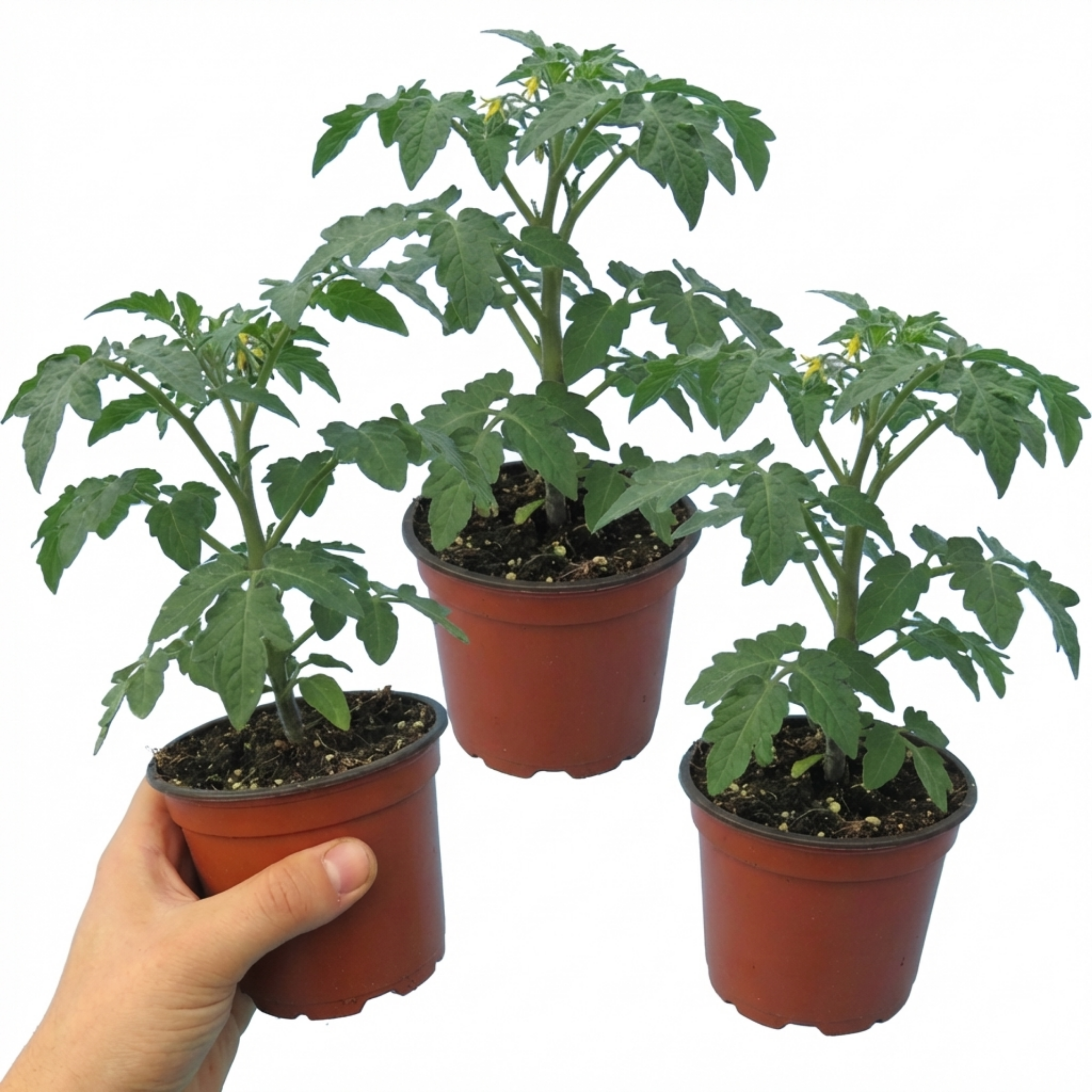 Tomato ‘Cornabel Tomato’ — Tender Annual (grafted), 1L Pot (Set of 3 or 6)
