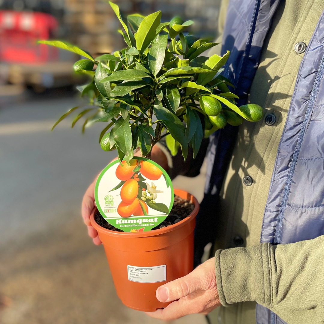 Mini Kumquat Tree (Citrus japonica) — Tender Evergreen Fruit Tree, 15cm Pot
