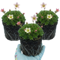 Saxifrage ‘Ice Colours Appleblossom’ — Hardy Evergreen Alpine Perennial, Bee-Friendly, 1L Pot (Set of 3 or 6)