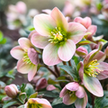 Hellebore ‘Angel Glow’ — Hardy Perennial, Bee-Friendly, 2L Pot