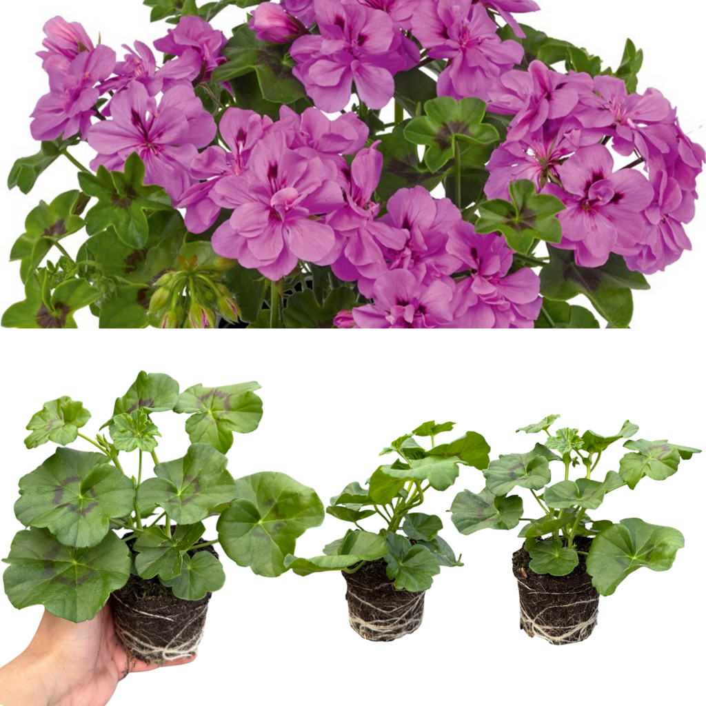 Geranium ‘Sunflair Amethyst’ — Hardy Perennial, 10.5cm Pot (Set of 3 or 6)