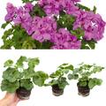 Geranium ‘Sunflair Amethyst’ — Hardy Perennial, 10.5cm Pot (Set of 3 or 6)