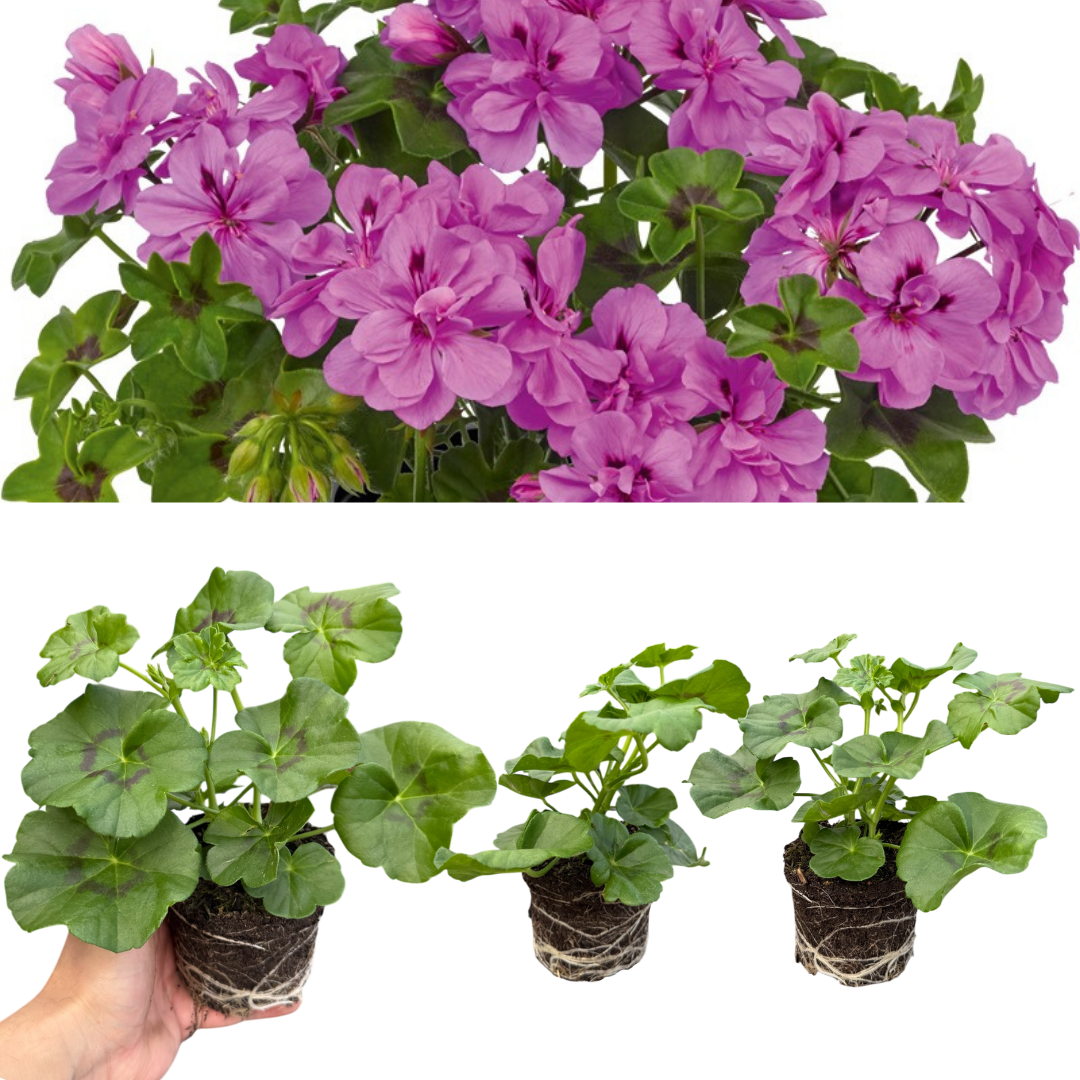 Geranium ‘Sunflair Amethyst’ — Hardy Perennial, 10.5cm Pot (Set of 3 or 6)