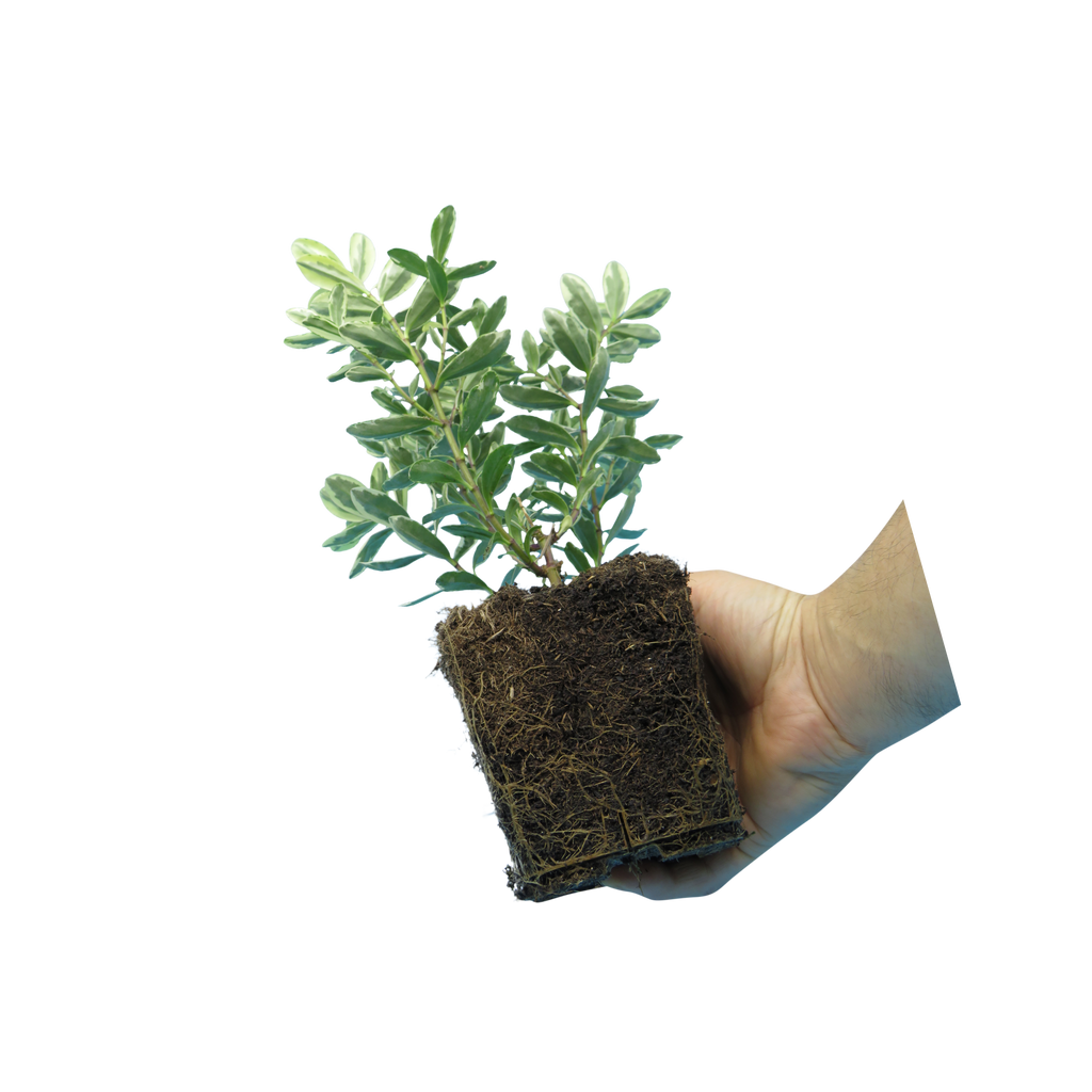 Hebe ‘Variegata’ — Evergreen Shrub, Bee-Friendly, 1L Pot (Set of 3 or 6)