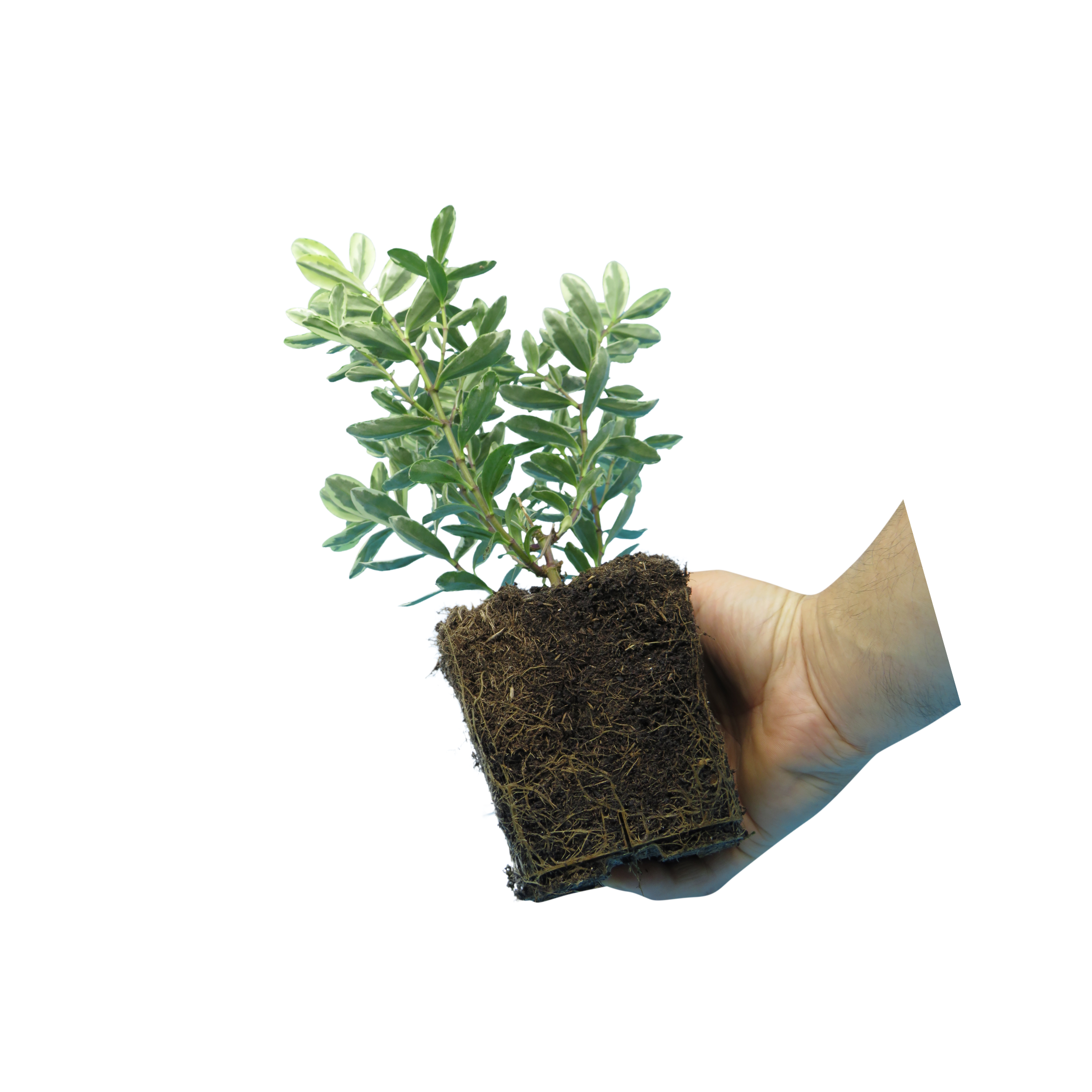 Hebe ‘Variegata’ — Evergreen Shrub, Bee-Friendly, 1L Pot (Set of 3 or 6)
