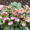 Hellebore ‘Frostkiss Dorothy's Dawn’ — Hardy Perennial, Bee-Friendly, 2L Pot