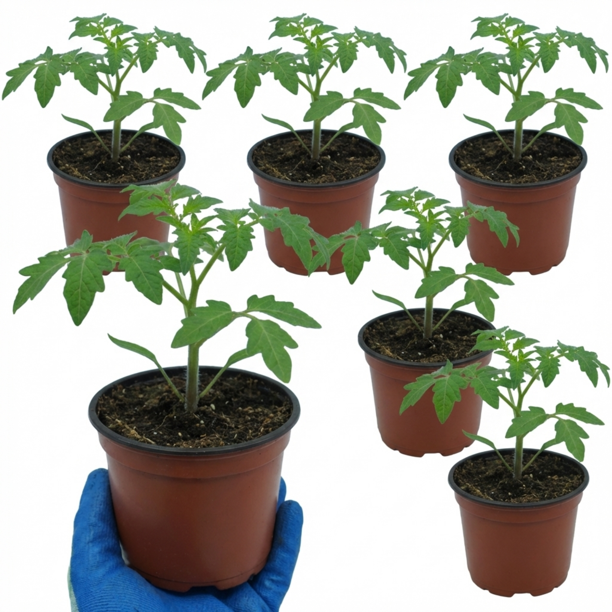 Tomato ‘Sweet Million’ — Fruit Plant / Tender Annual, 10.5cm Pot (Set of 3 or 6)