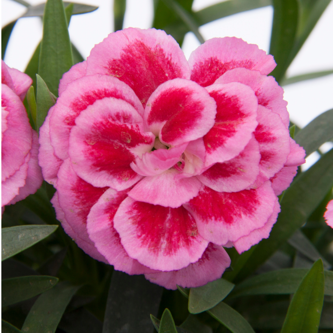 Dianthus ‘Oscar Pink Purple’ — Hardy Perennial, 10.5cm Pot (Set of 3 or 6)