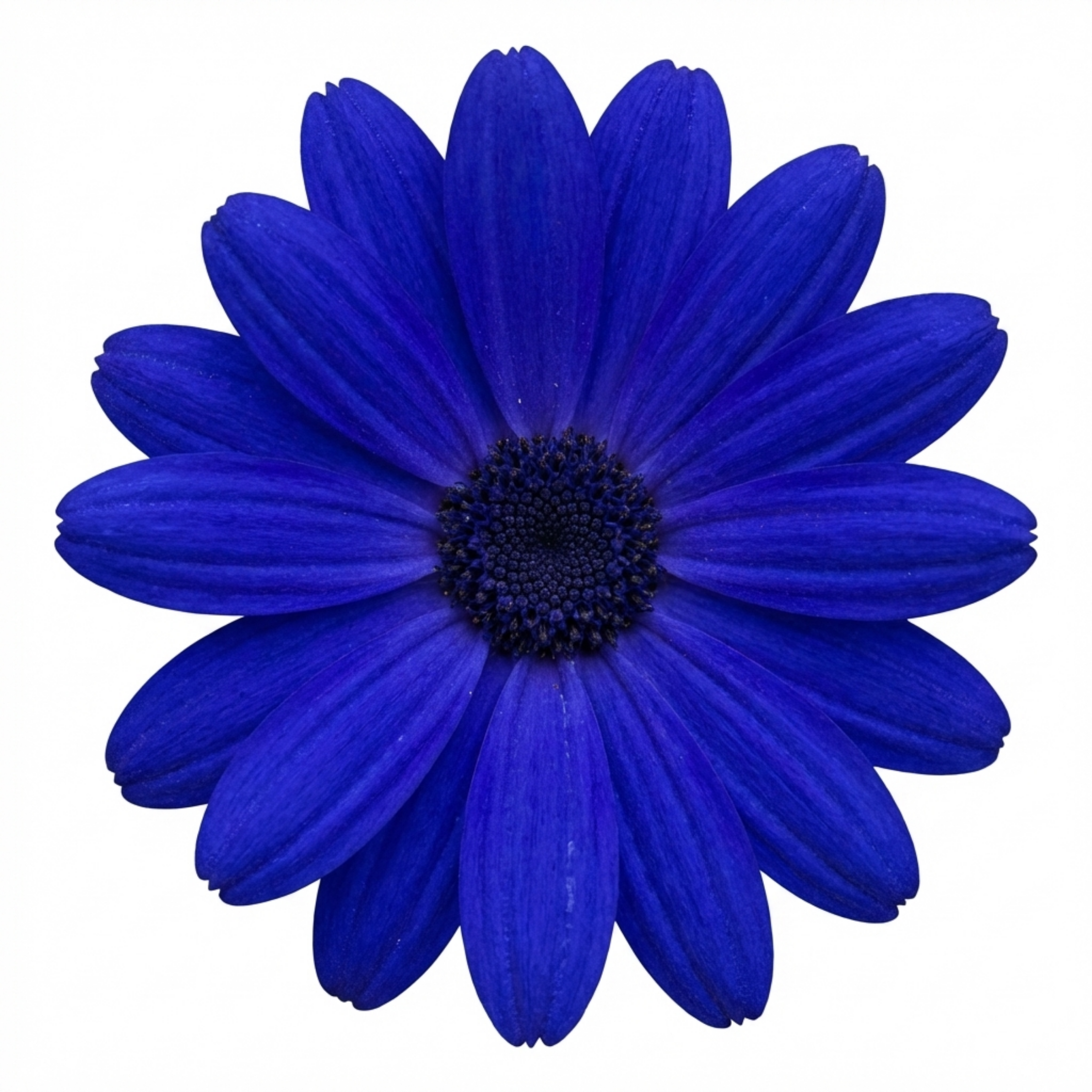 Senetti ‘Kobalt Blue Flowering’ — Bedding Plant, Bee-Friendly, 6.5L Pot