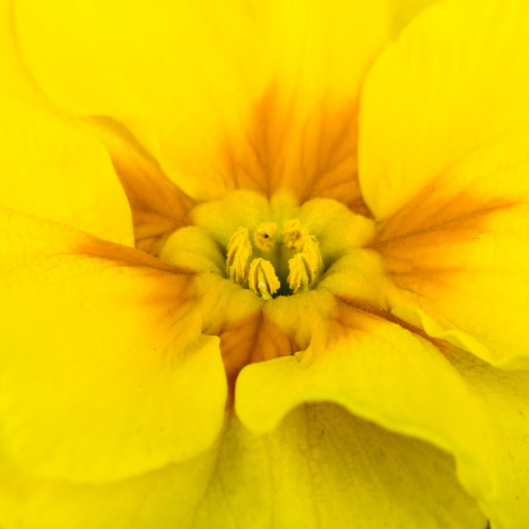 Primrose ‘Yellow’ — Hardy Perennial, Bee-Friendly, 10.5cm Pot