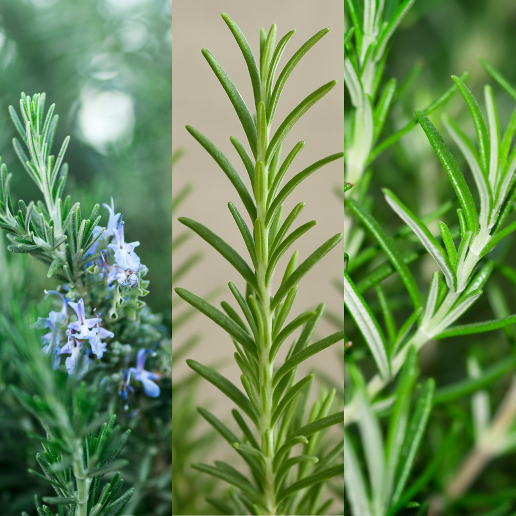 Rosemary 'Growers Mix' — Hardy Evergreen Perennial Herb, Bee-Friendly, 1L Pot (Set of 3 or 6)