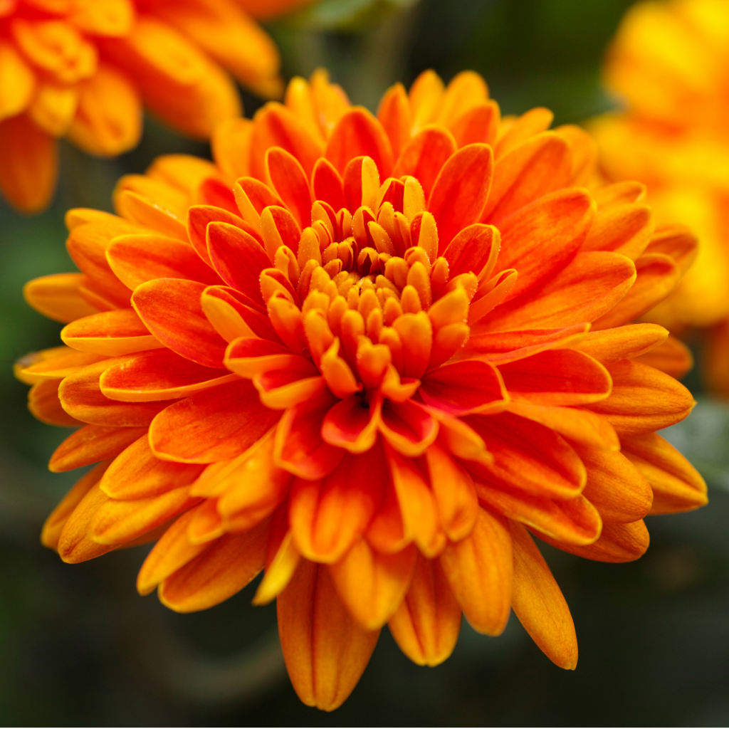 Chrysanthemum ‘Orange’ — Hardy Perennial, 1L Pot