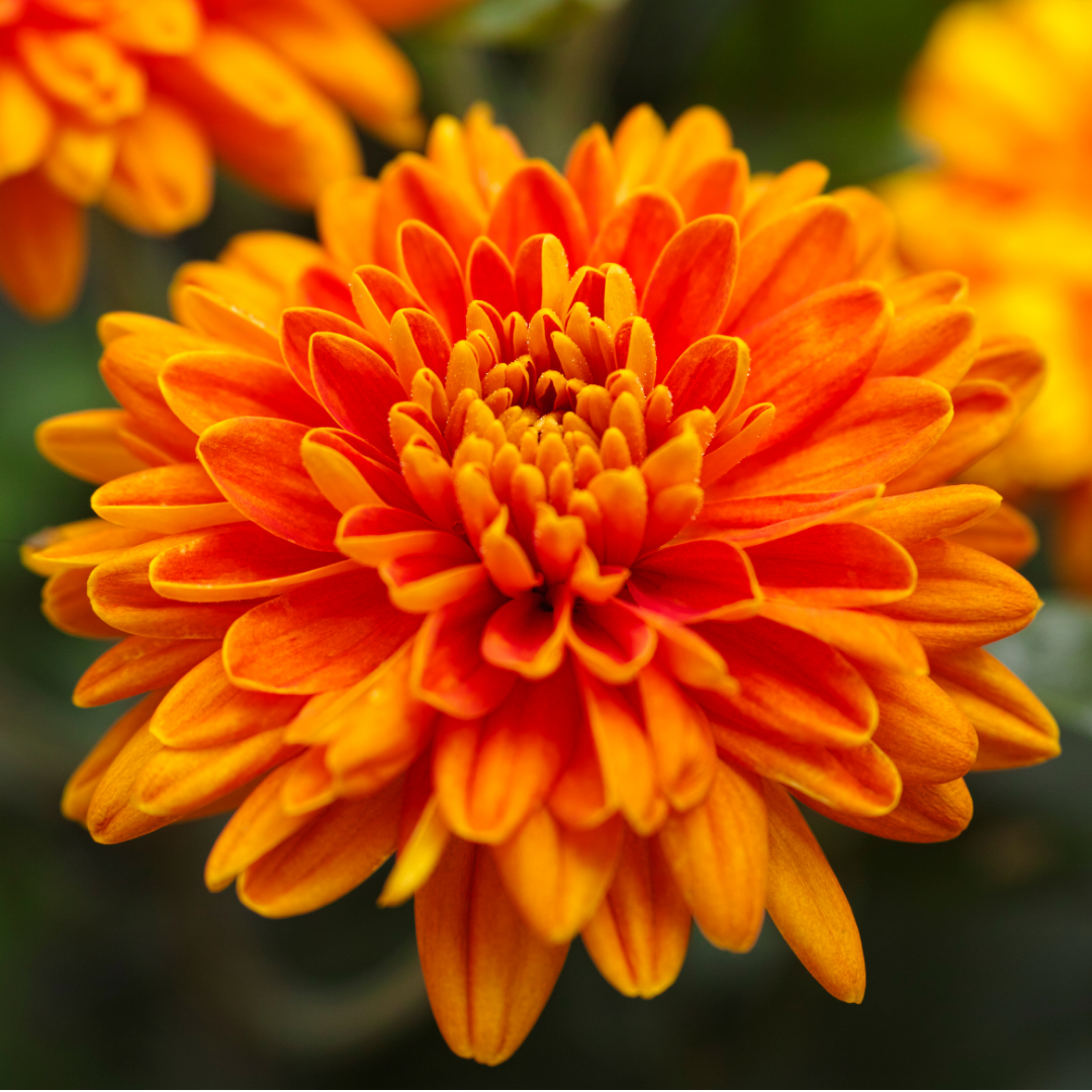 Chrysanthemum ‘Orange’ — Hardy Perennial, 1L Pot
