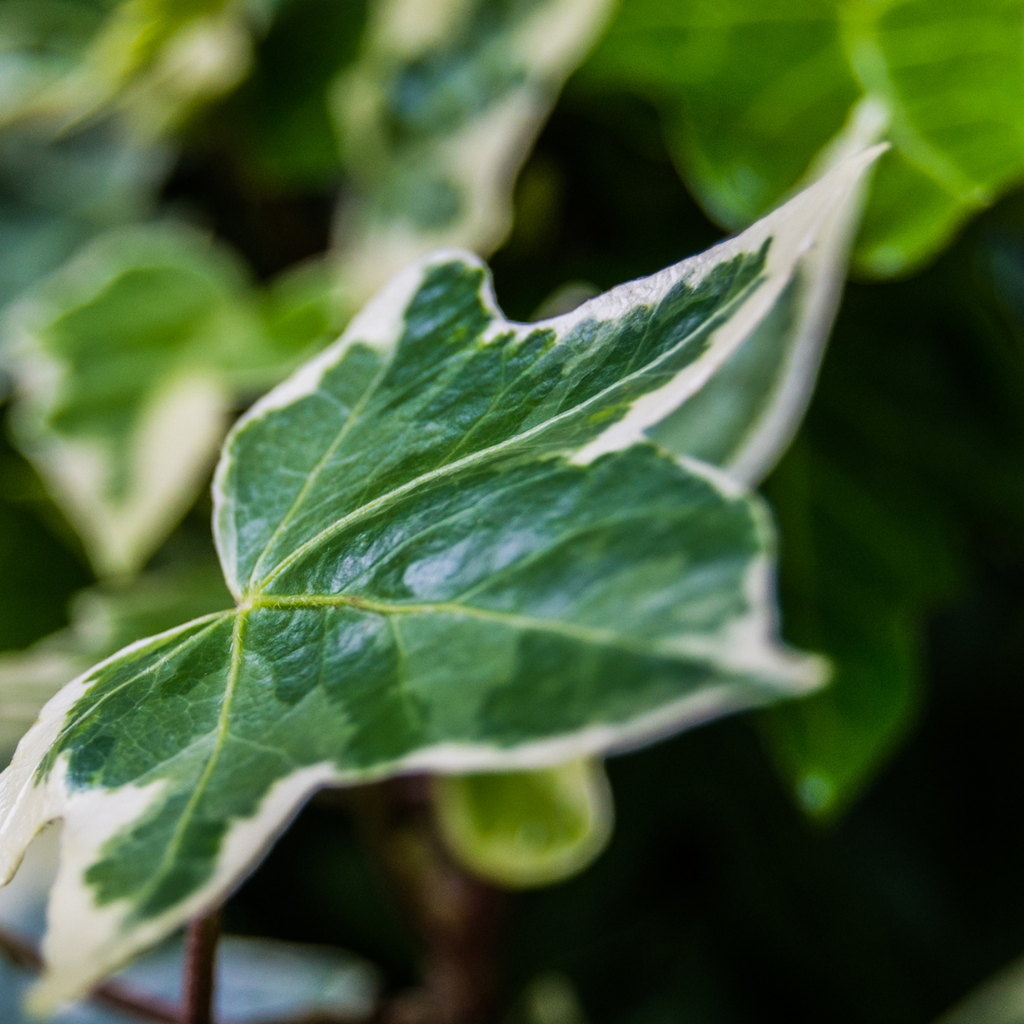 Hedera ‘Silver’ — Hardy Evergreen Climber / Ground Cover, Bee-Friendly, 10.5cm Pot (Set of 3 or 6)