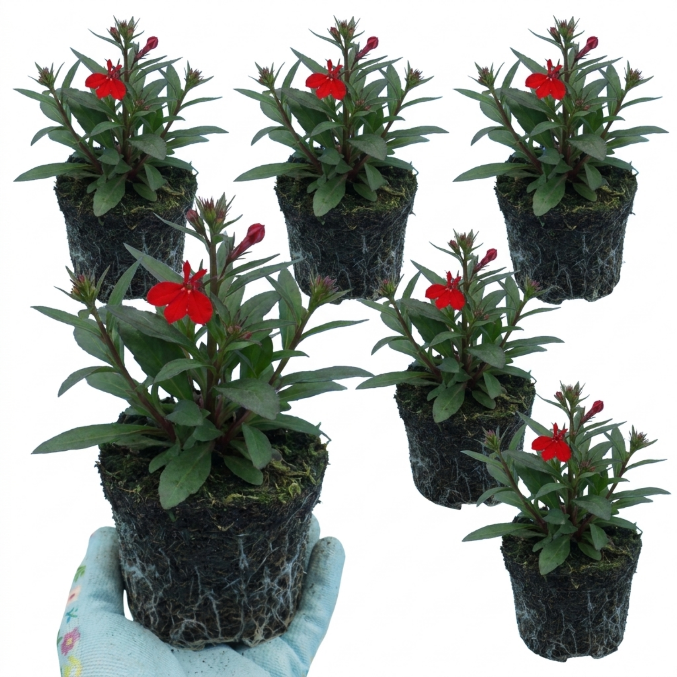 Lobelia ‘Starship Scarlet’ — Herbaceous Perennial, Bee-Friendly, 1L Pot (Set of 3 or 6)
