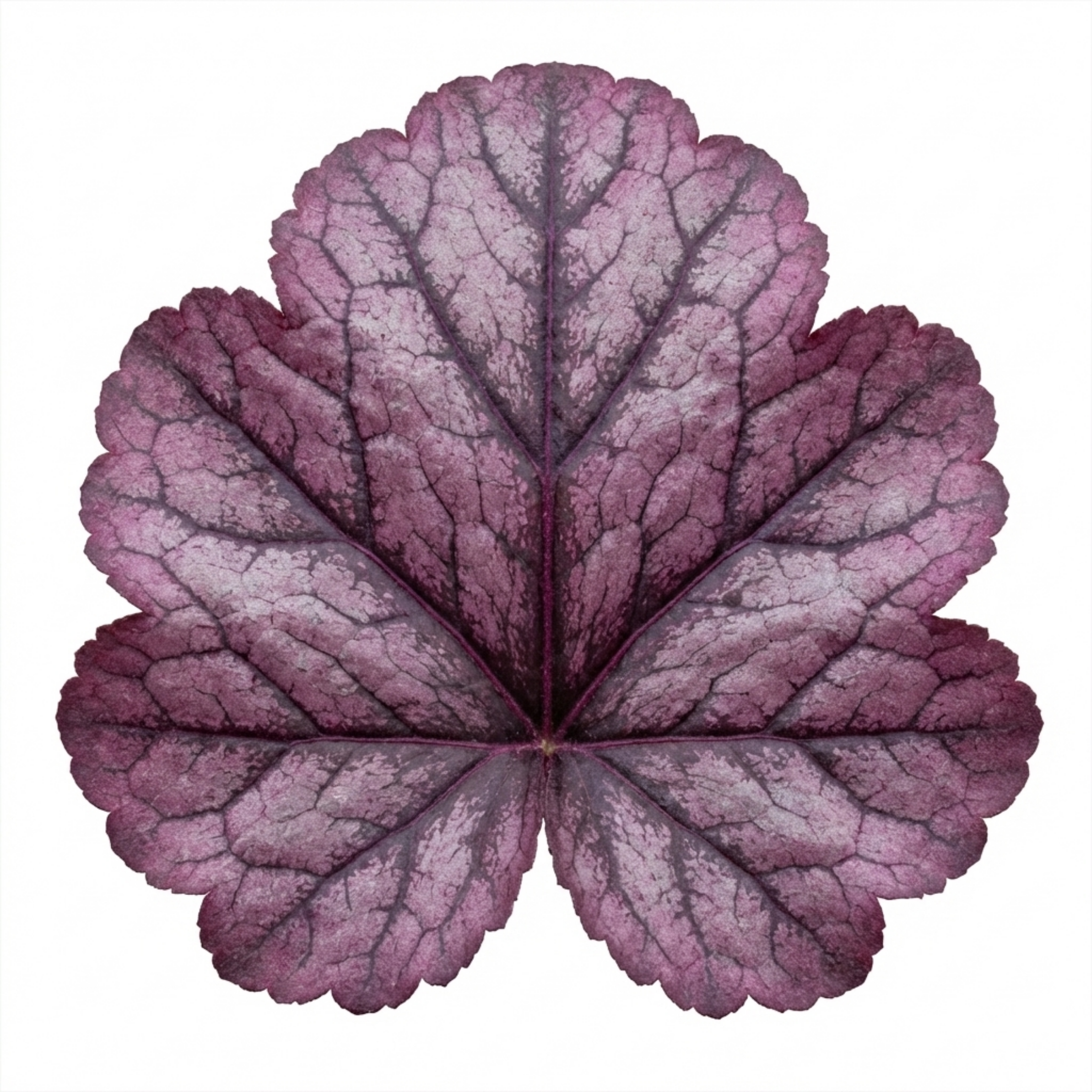 Heuchera ‘Wild Rose’ — Hardy Evergreen Perennial, Bee-Friendly, 2L Pot